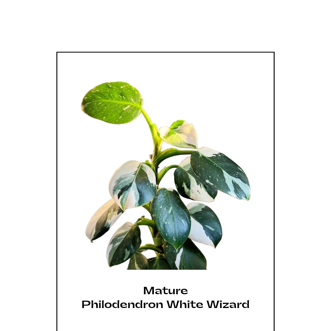 Philodendron 'White Wizard'