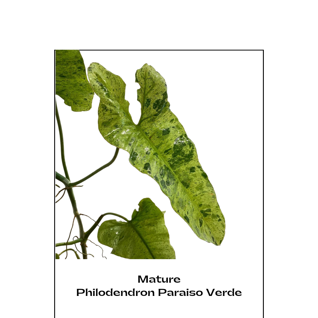 Philodendron Paraiso Verde