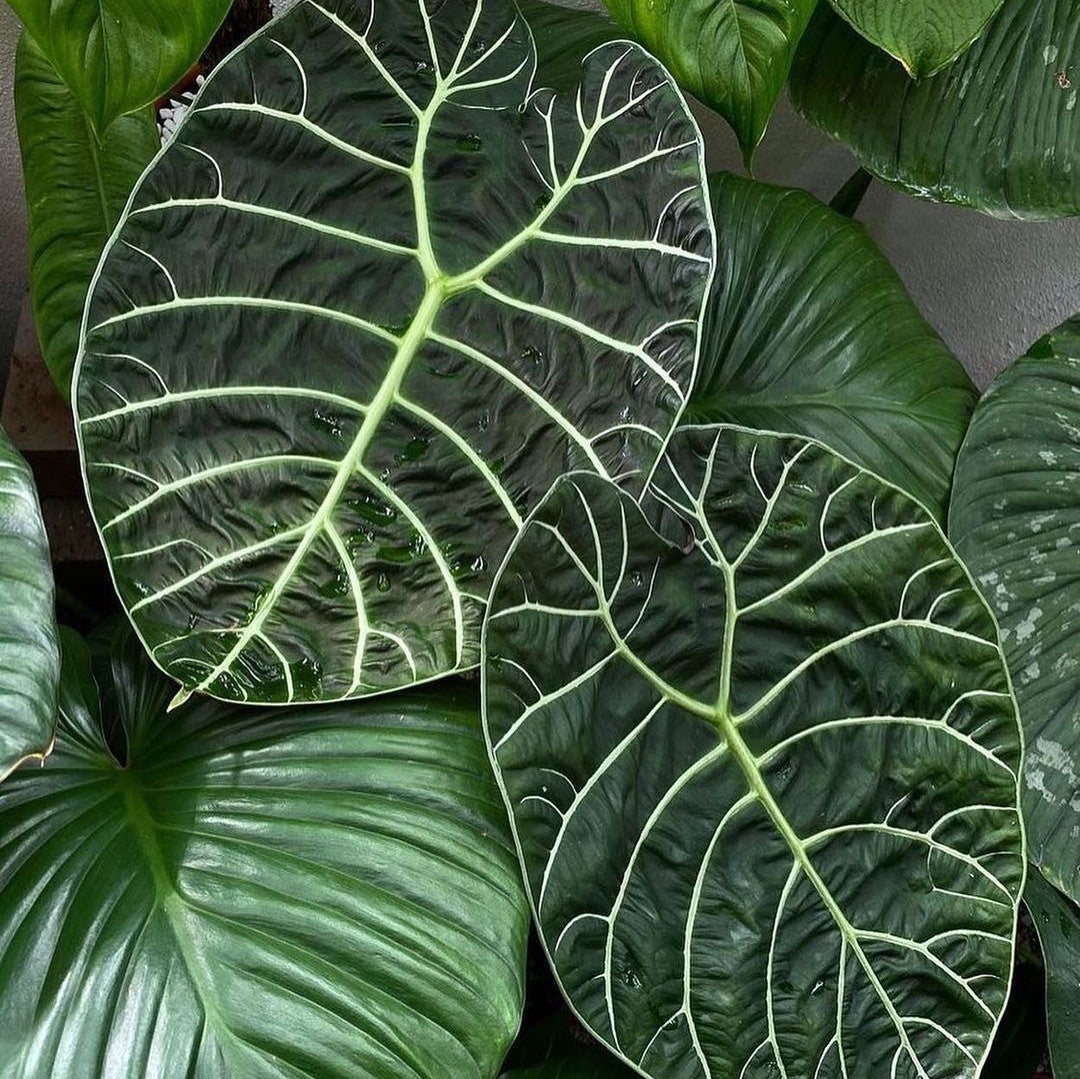 Alocasia Watsoniana