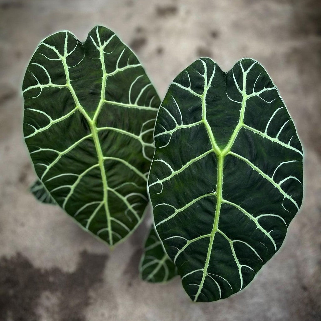 Alocasia Watsoniana