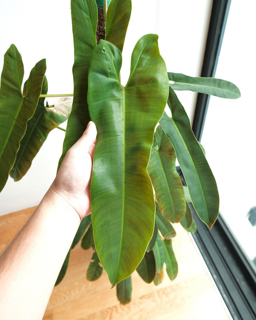 philodendron atabapoense large Philodendron Atabapoense - Magnificent Araceae Plant from Venezuela