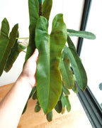 Philodendron Atabapoense - Philodendron - Soiled