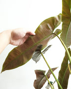 Philodendron Atabapoense - Philodendron - Soiled