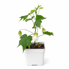Potted plant with green leaves and small white flowers on a white background