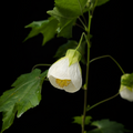 White flower with green leaves on a black background