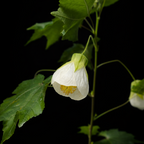 White flower with green leaves on a black background