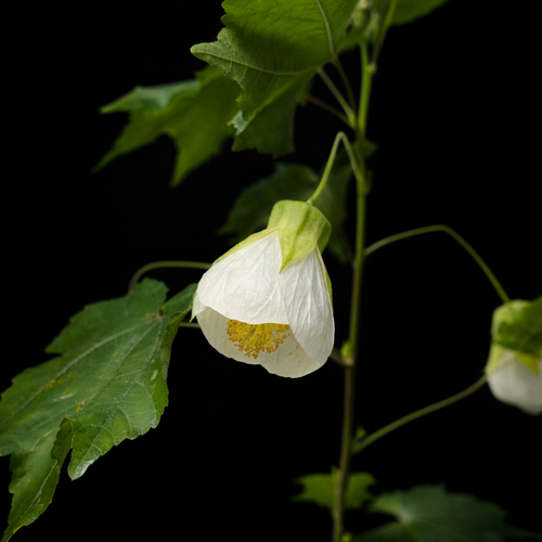 White flower with green leaves on a black background