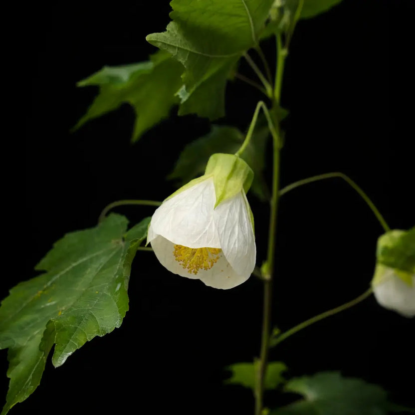 Abutilon ‘Lucky Lantern White’ – White Flowering Lantern Plant | Soiled