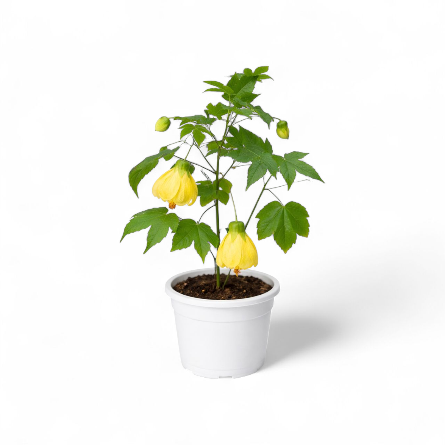 Potted Abutilon 'Lucky Lantern Yellow' plant with yellow flowers on a white background