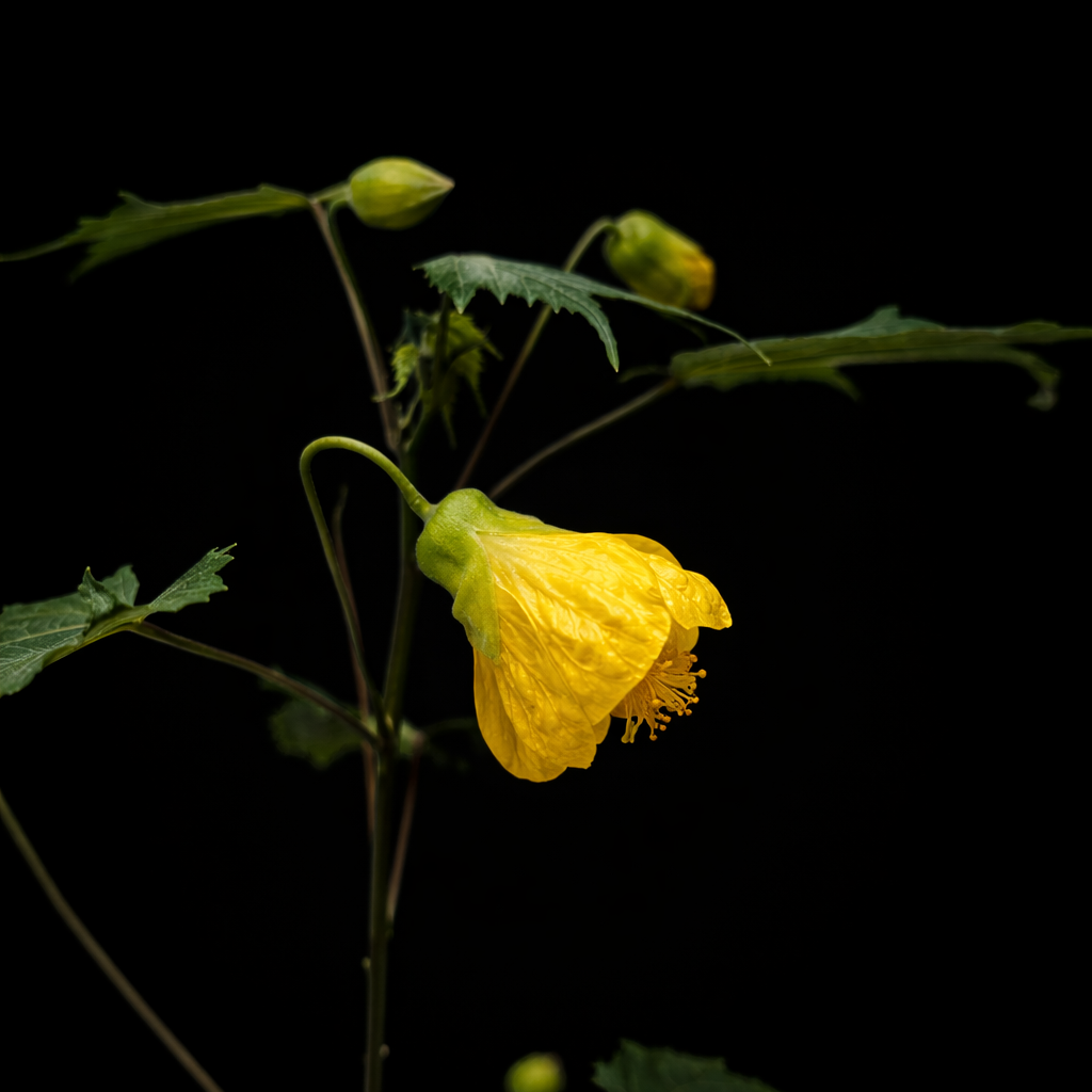 Yellow flower with green leaves on a black background
