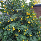 Yellow flowering plant with green leaves in a garden setting