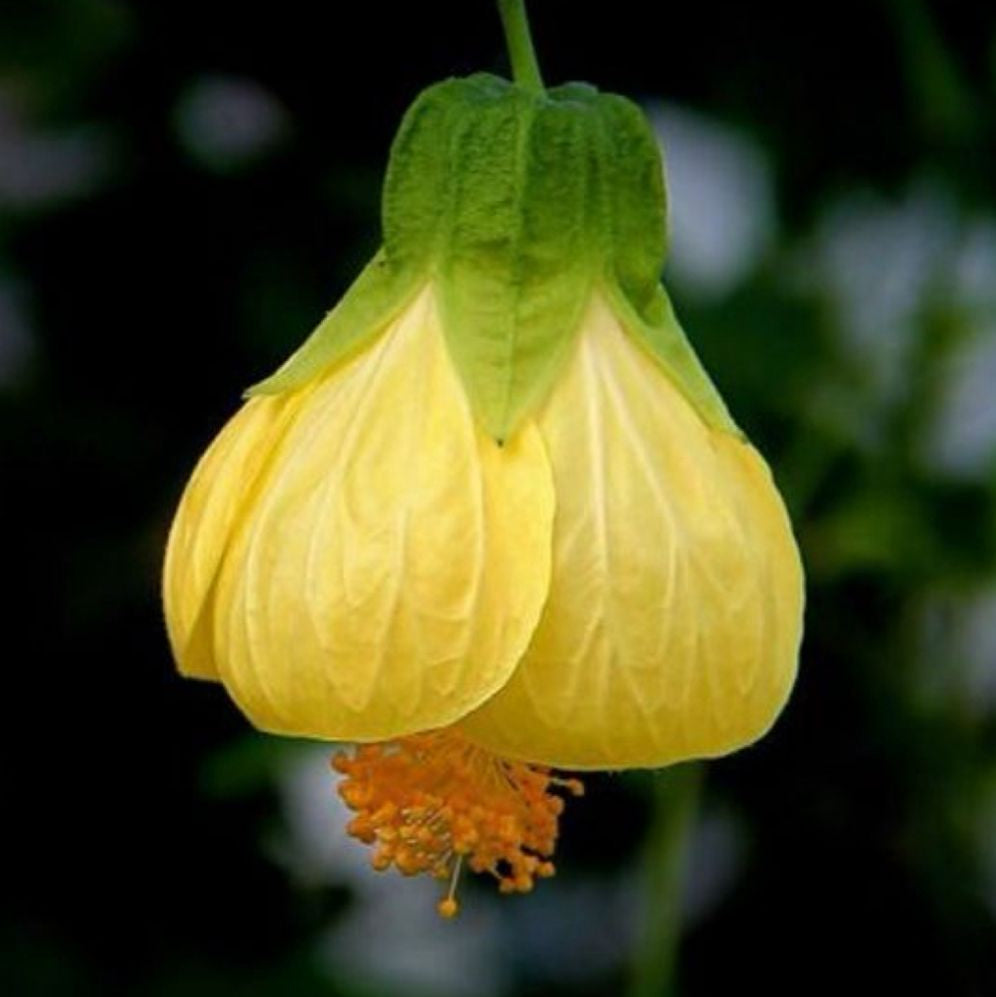 Yellow flower with green leaves against a blurred natural background