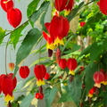 Abutilon Megapotamicum (Chinese Lantern Plant) - Abutilon - Soiled