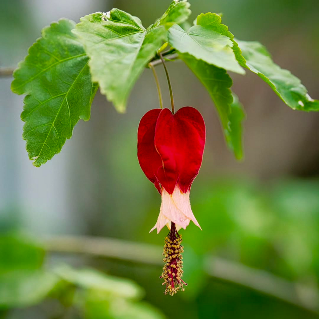 Abutilon Megapotamicum flower