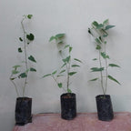 Abutilon Megapotamicum (Chinese Lantern Plant) - Abutilon - Soiled