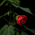 Red flower with green leaves on a black background