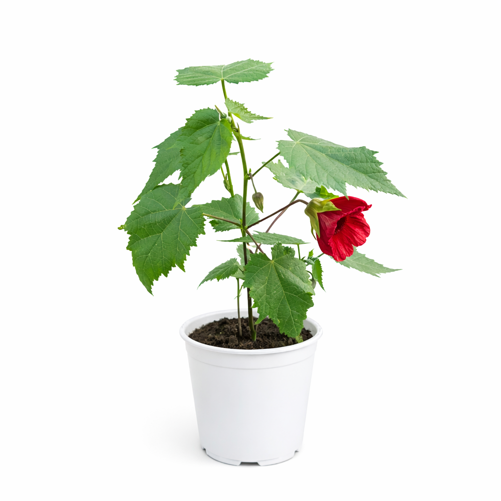 Potted plant with a red flower on a white background