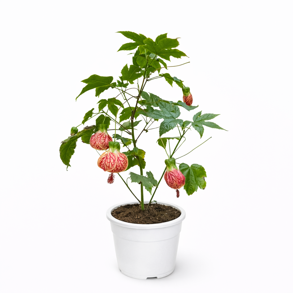 Potted plant with red and green flowers on a white background