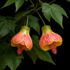 Two orange and red flowers with green leaves on a black background