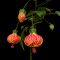 Abutilon 'Tiger Eye' - Flowering Maple