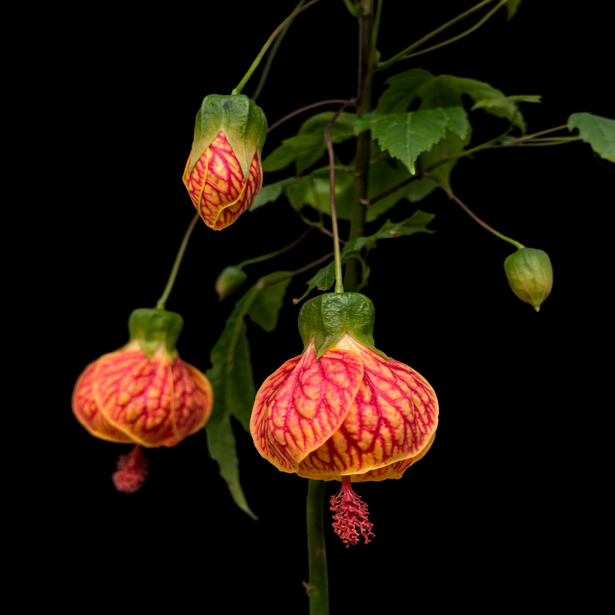 Abutilon 'Tiger Eye' - Flowering Maple