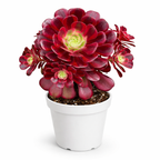 Potted Aeonium 'Medusa' succulent plant with red leaves on a white background