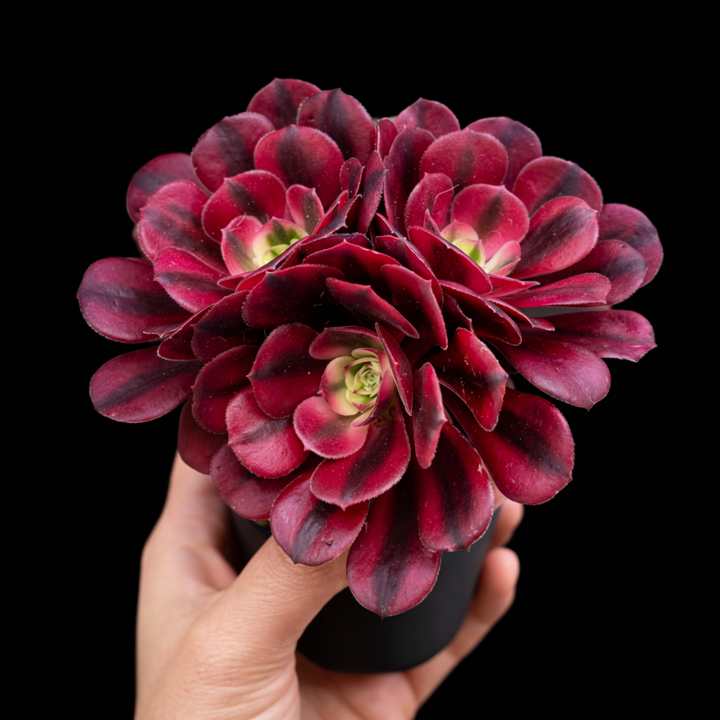 Hand holding a red Aeonium 'Medusa' succulent plant against a black background