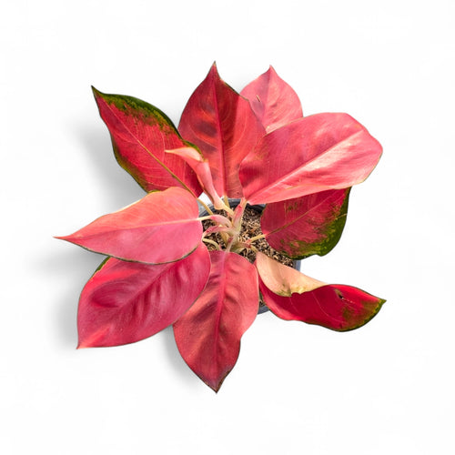 Aglaonema 'China Red'