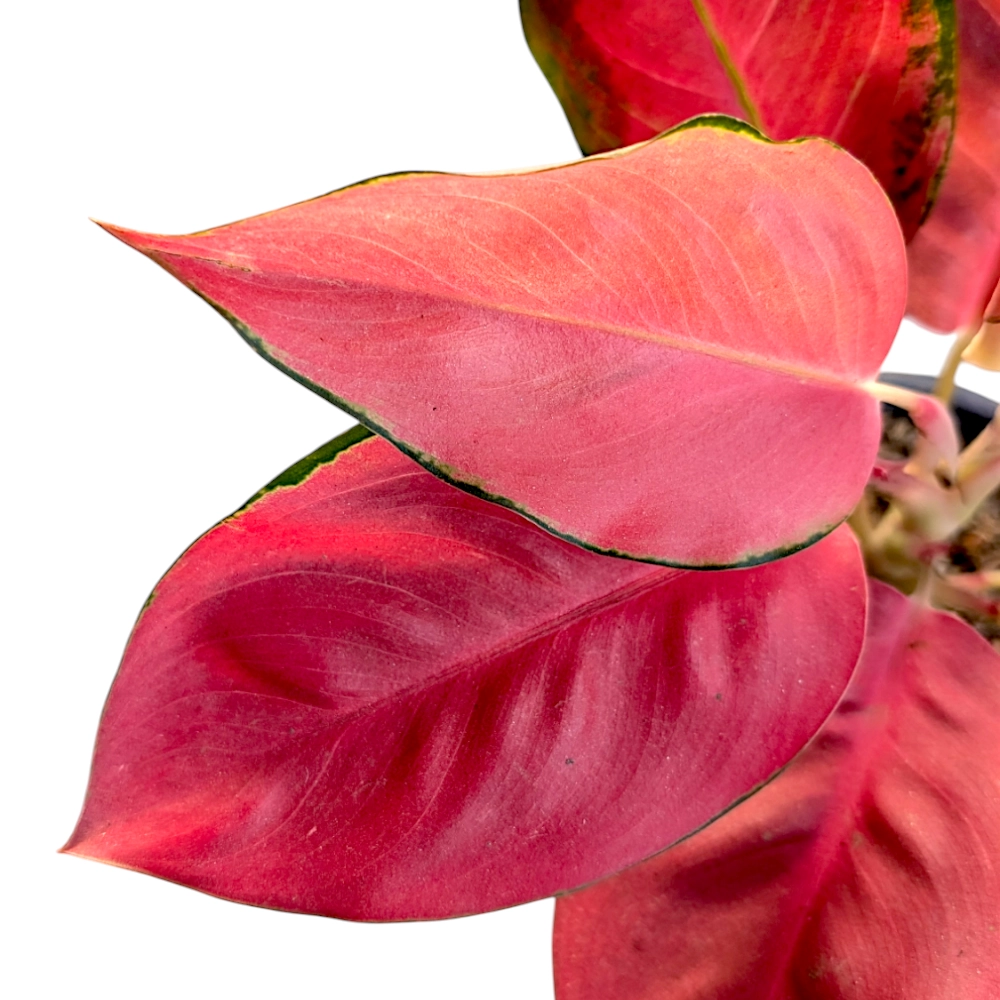 Aglaonema 'China Red' close