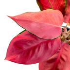 Aglaonema 'China Red' - Aglaonema - Soiled