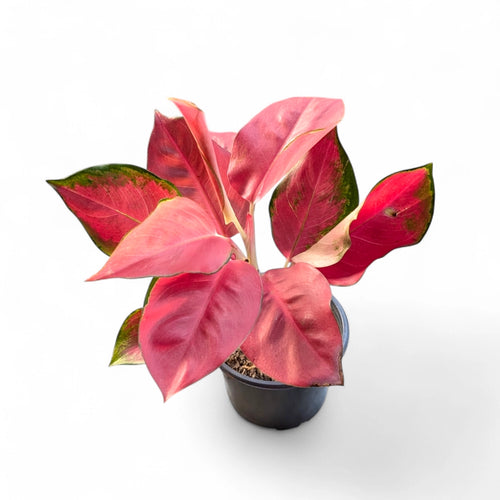 Aglaonema 'China Red' side