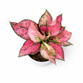 Potted Aglaonema Kumkoon plant with pink and green leaves on a white background