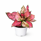 Potted Aglaonema Kumkoon plant with pink and green leaves on a white background