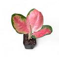 Potted Aglaonema 'Red Cabbage' plant with pink and green leaves on a white background