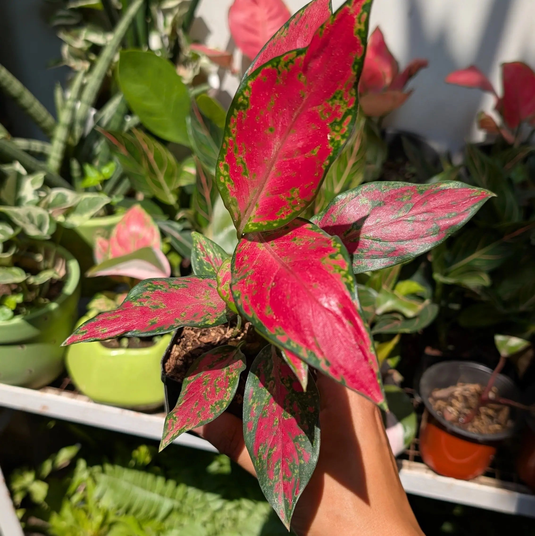red elephant aglaonema Aglaonema 'Red Elephant'