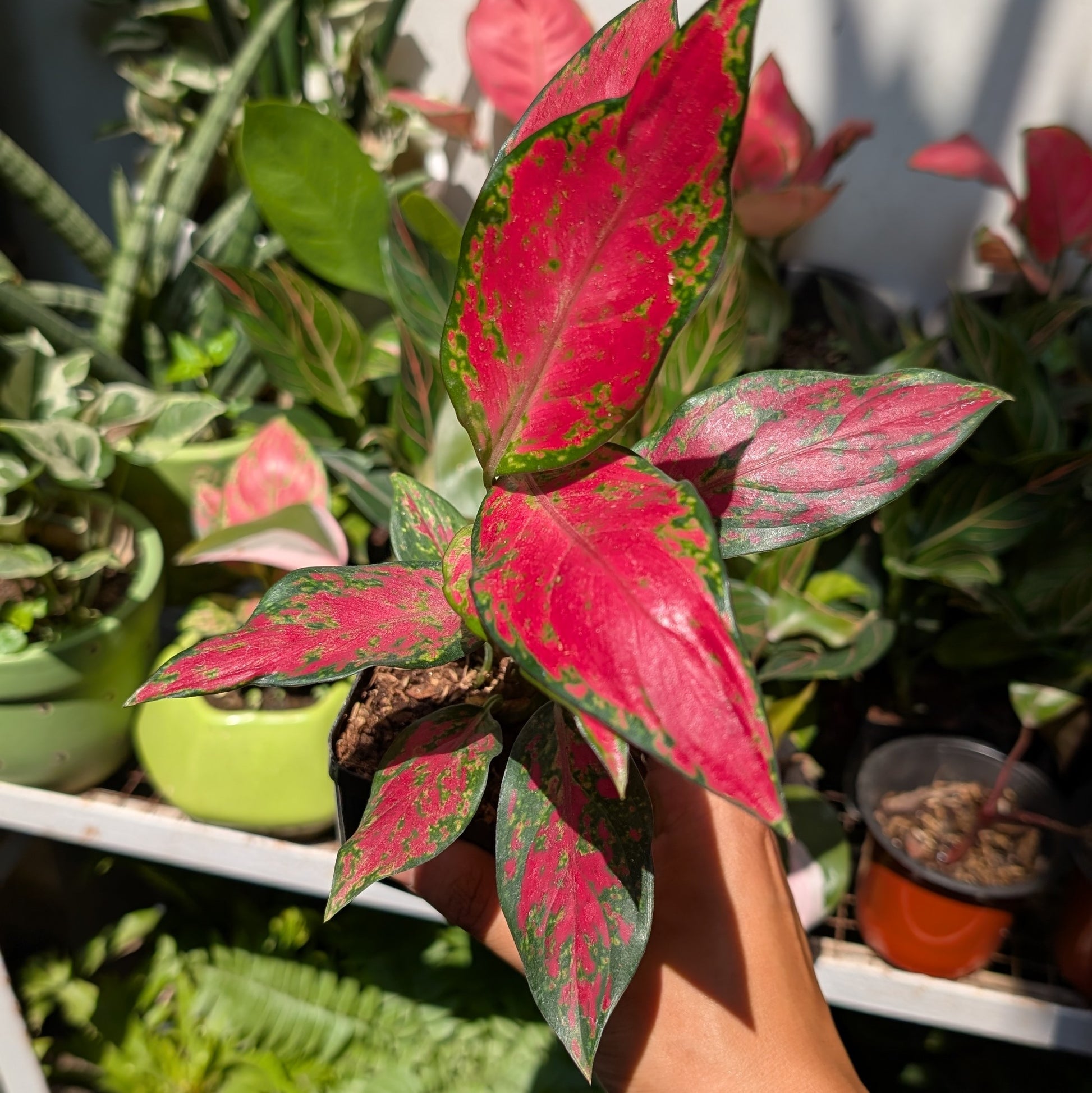 Aglaonema 'Red Elephant'