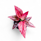 Pink and green leafed plant in a pot on a white background