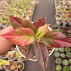 Person holding a Aglaonema Red Vein plant with a background of other plants.