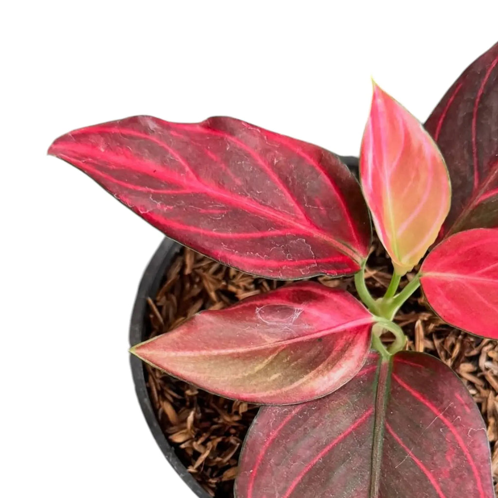 aglaonema red vein Aglaonema Red Vein