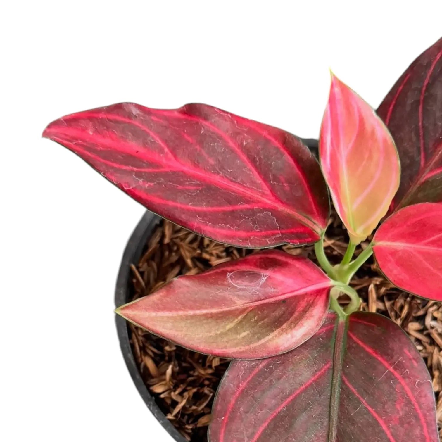 aglaonema commutatum red vein Aglaonema Red Vein