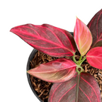 Aglaonema Red Vein