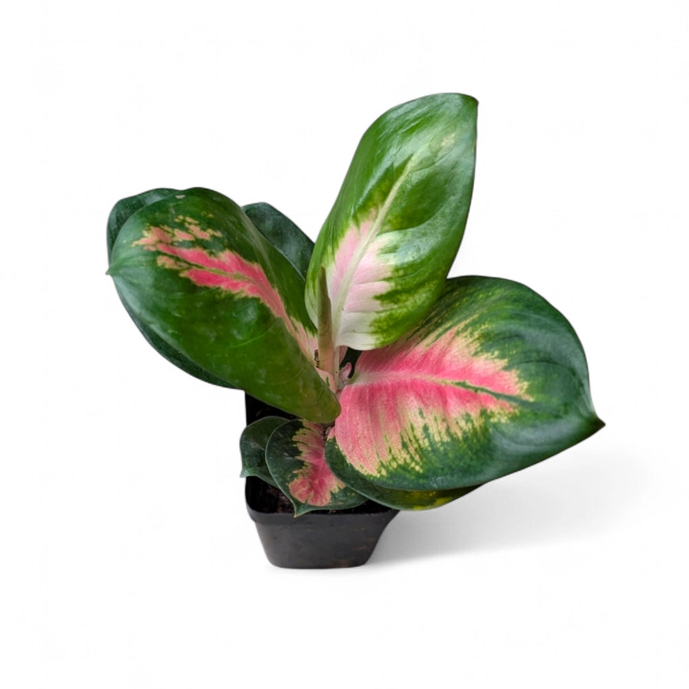 Potted Aglaonema 'Tricolor Cabbage' plant with green and pink leaves on a white background