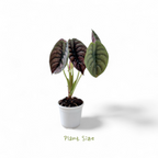 Alocasia Cuprea - Alocasia | Soiled