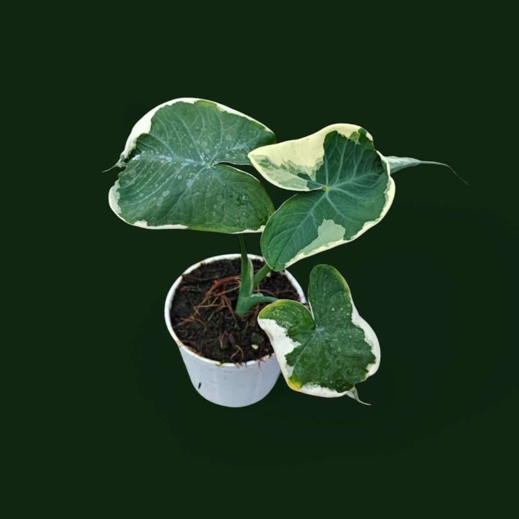 Alocasia Mickey Mouse - Alocasia | Soiled