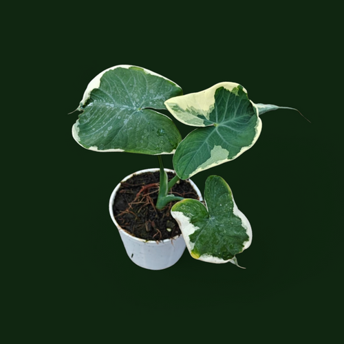 Alocasia Mickey Mouse - Alocasia | Soiled
