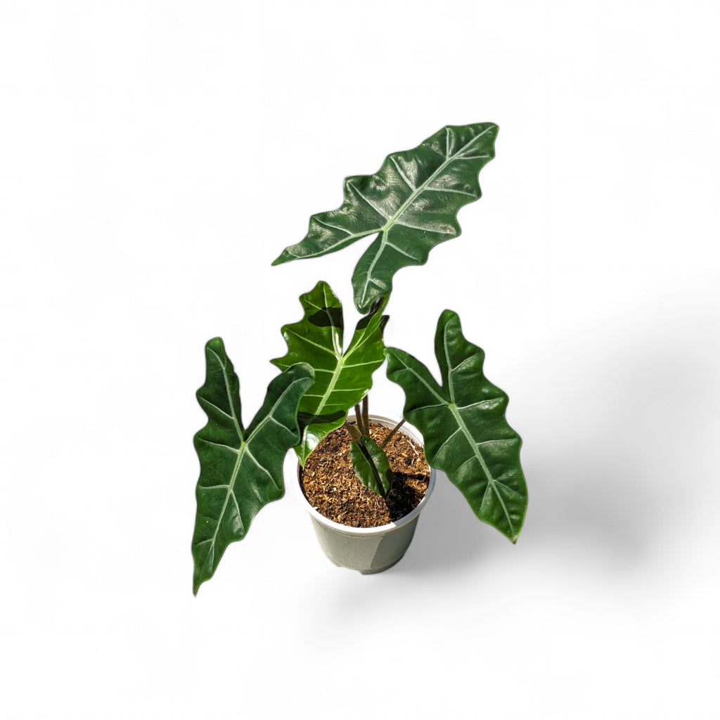 Alocasia 'Pseudo Sanderiana' - Alocasia - Soiled
