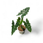 Alocasia 'Pseudo Sanderiana' - Alocasia - Soiled