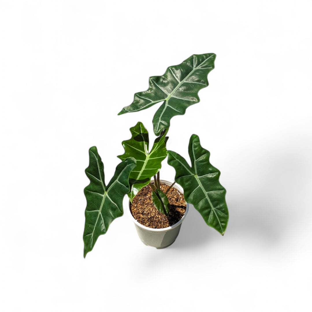 Alocasia 'Pseudo Sanderiana' - Alocasia - Soiled