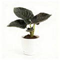 Alocasia Antoro Velvet
