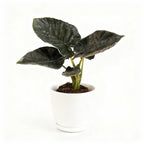 Alocasia Antoro Velvet